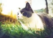 开云APP-维尼修斯节奏魔法，当土耳其对阵埃及的绿茵场响起桑巴鼓点