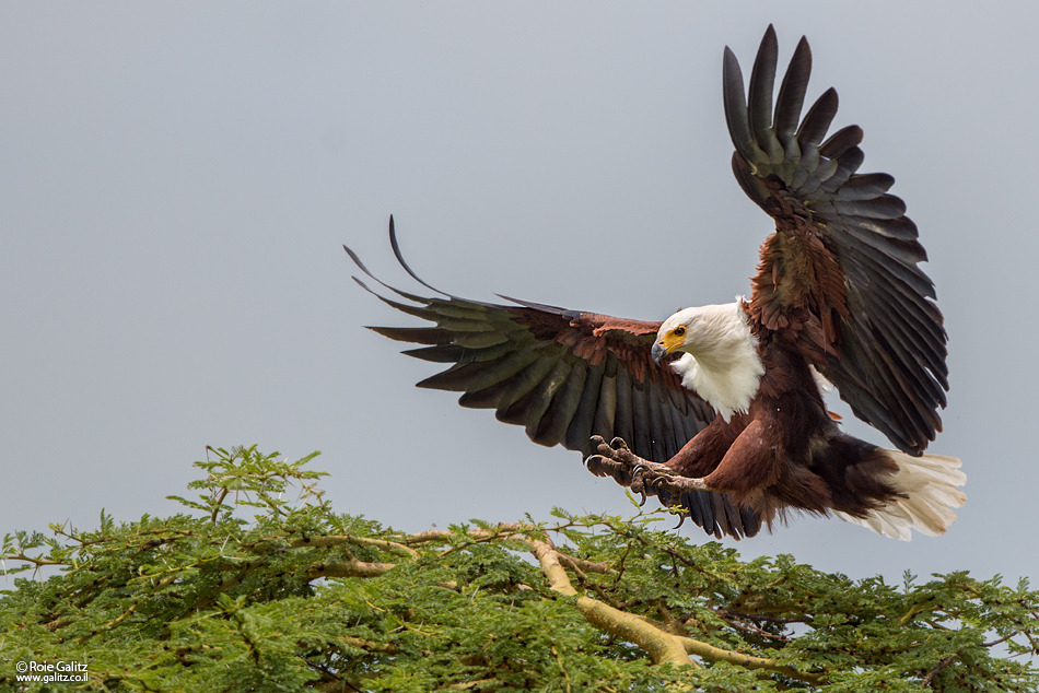 精彩绝伦的比赛风云再起,谁将成为最终的胜者 精彩绝伦的比赛风云再起,谁将成为最终的胜者